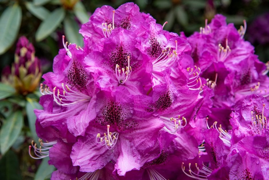 rhododendron 'Currieanum'