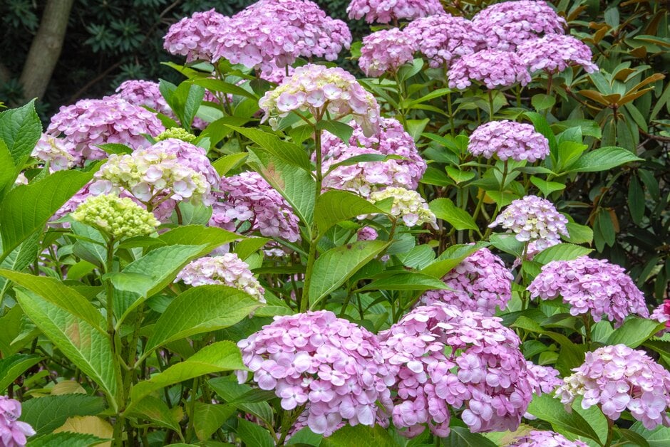 hydrangea 'Trebah Silver'