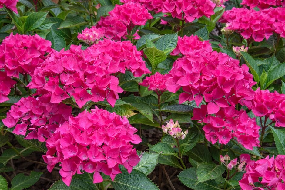 hydrangea [Colorado]