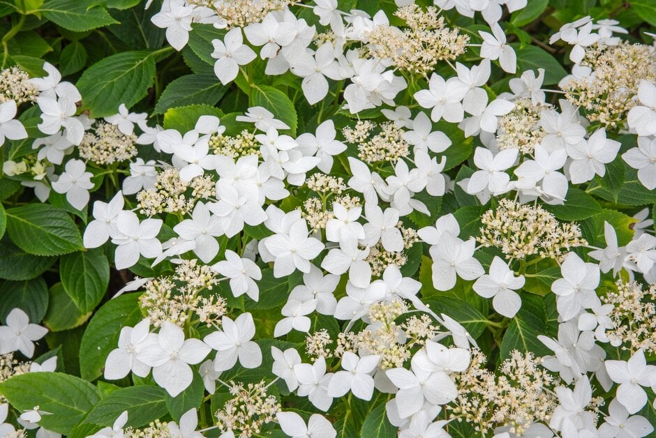 hydrangea 'Pengwyn'