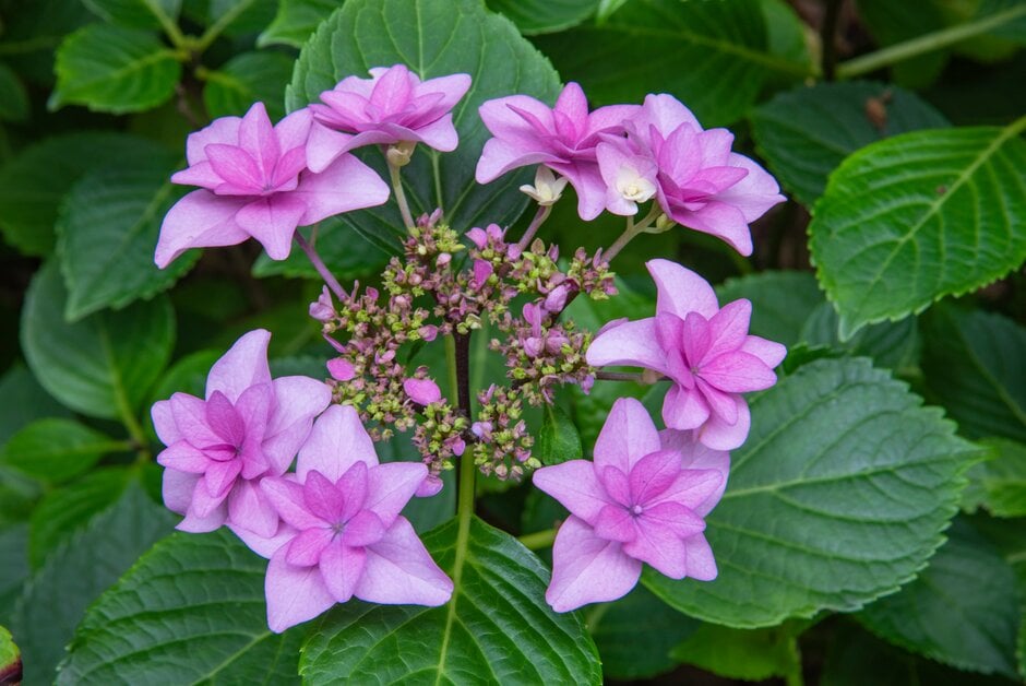 Hydrangea macrophylla &Étoile Violette& (L/d) | hydrangea &Étoile ...