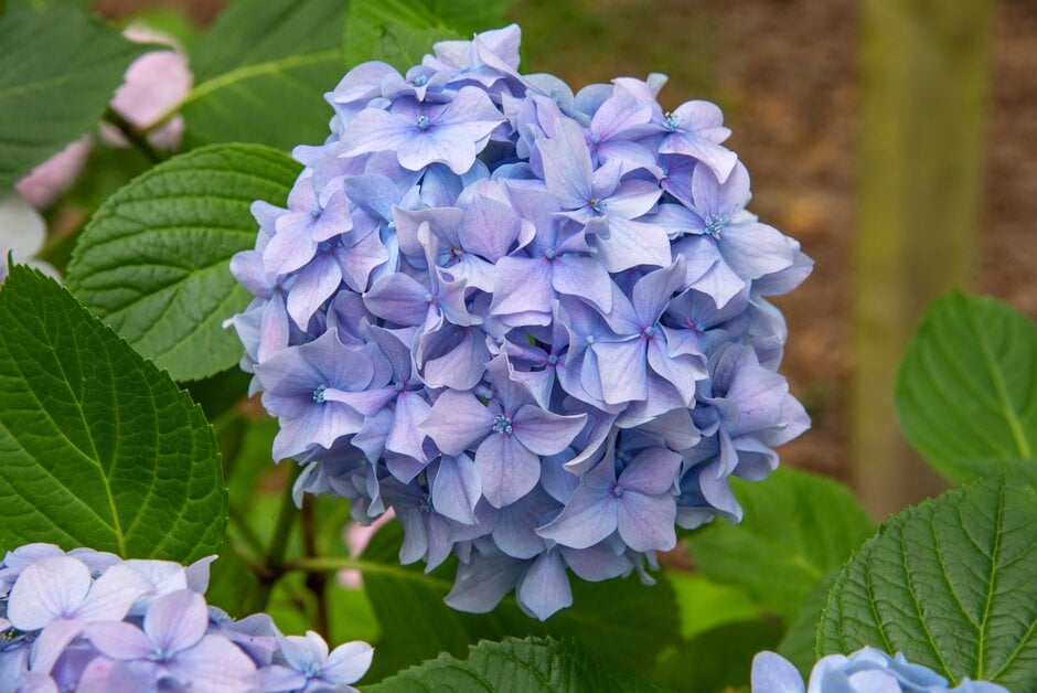 Hydrangea macrophylla &Heinrich Seidel& (H) | hydrangea &Heinrich ...