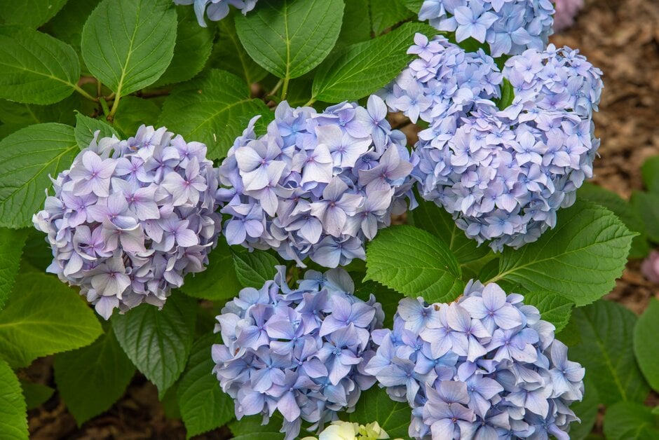 hydrangea 'Heinrich Seidel'