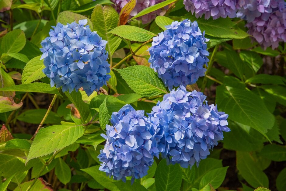 hydrangea 'All Summer Beauty'