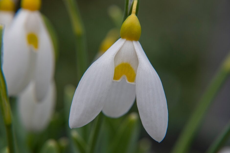 snowdrop 'Treasure Island'