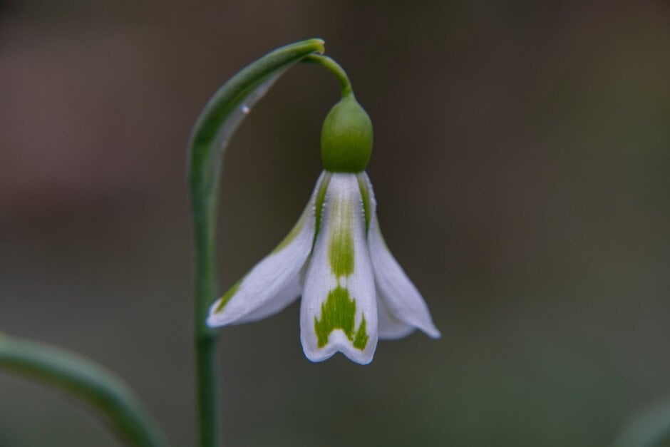 snowdrop 'Veronica Cross'