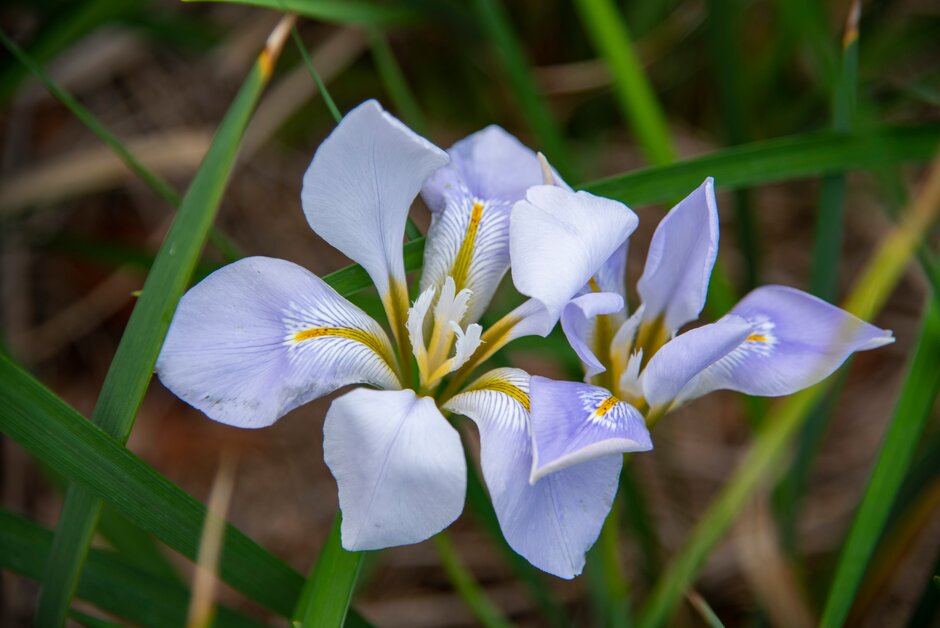 Algerian iris 'Mary Barnard'