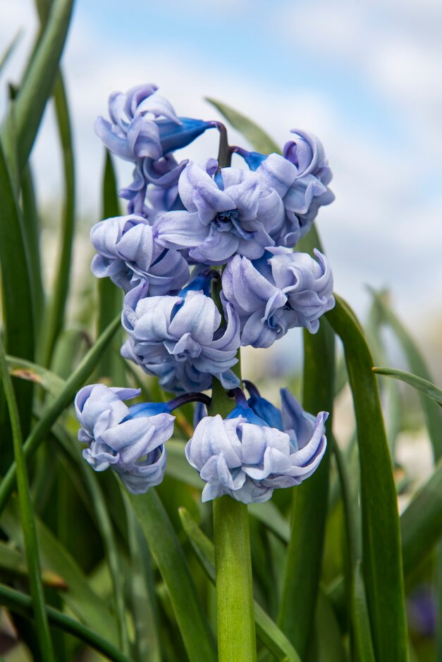 <em>Hyacinthus</em> <em>orientalis</em> 'General Köhler' (d)