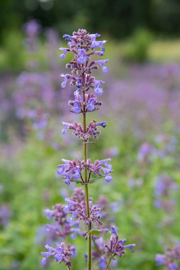 Caucasus catmint