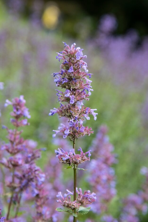 catmint 'Zinser's Giant'