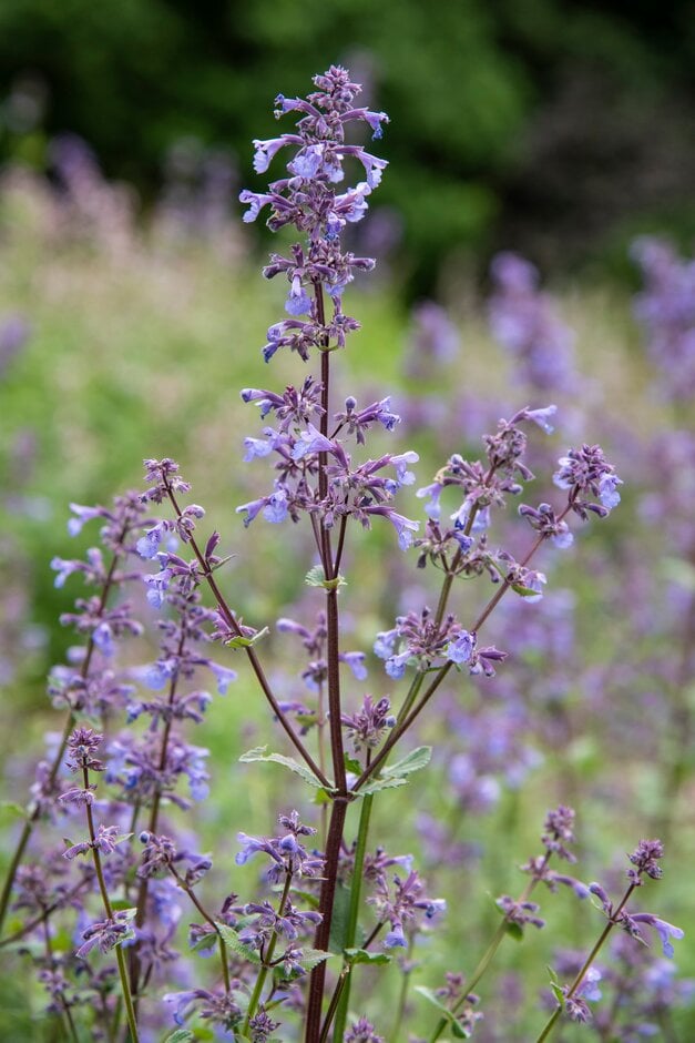 catmint 'Bramdean'