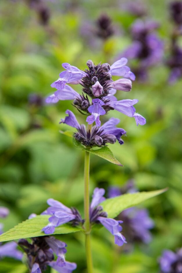 blue-flowered catmint