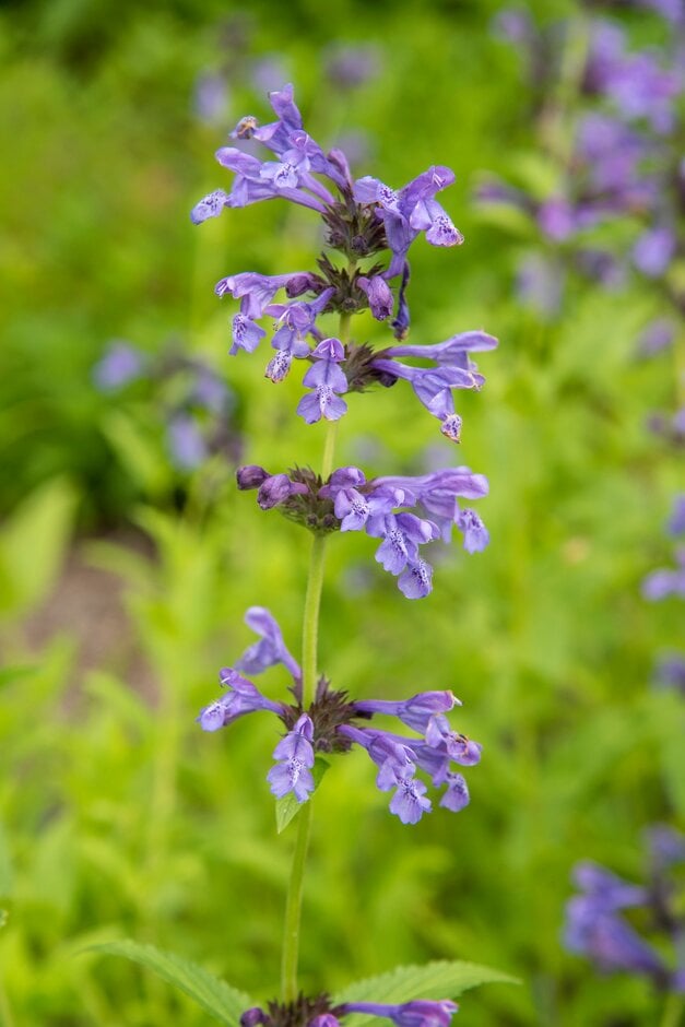 Siberian catmint
