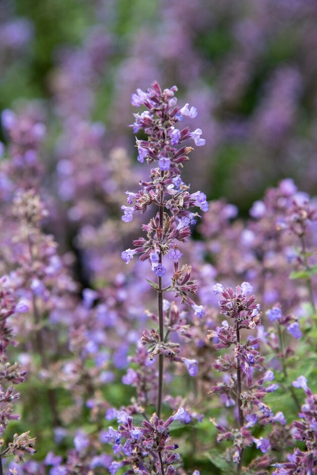 garden catmint 'Purrsian Blue'