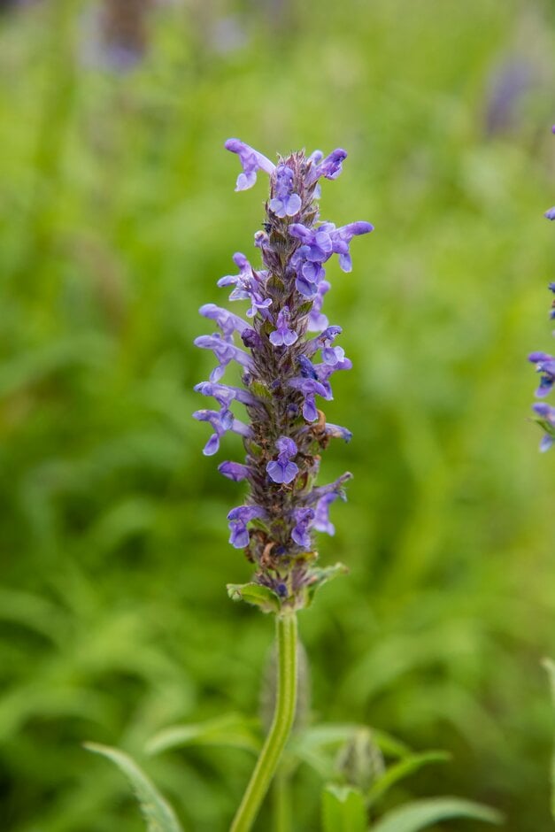 catmint 'Blue Carpet'