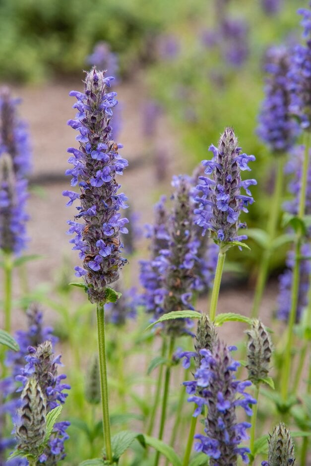 catmint 'Blue Moon'