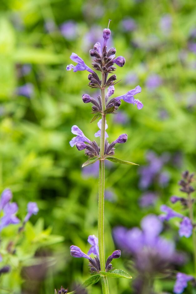 Pratt's catmint