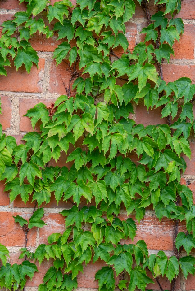 Boston ivy 'Lowii'