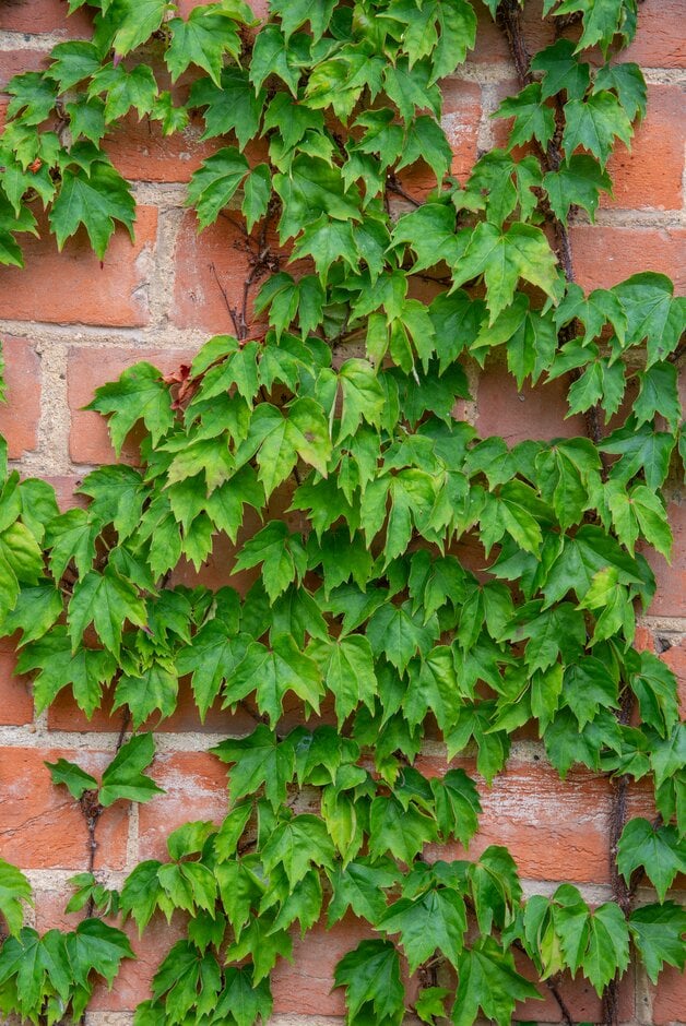 Boston ivy 'Lowii'