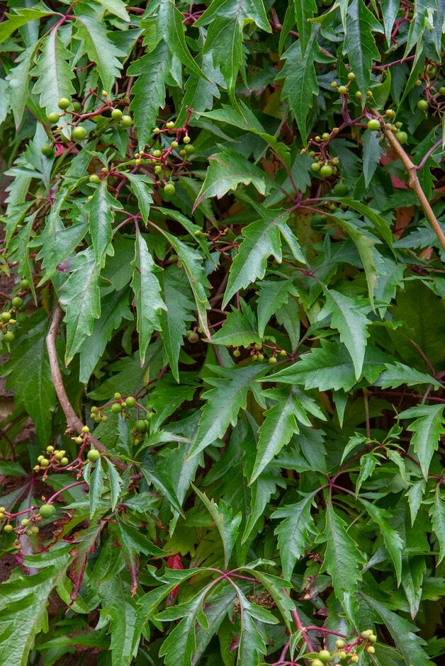 Virginia creeper 'Kirigami'