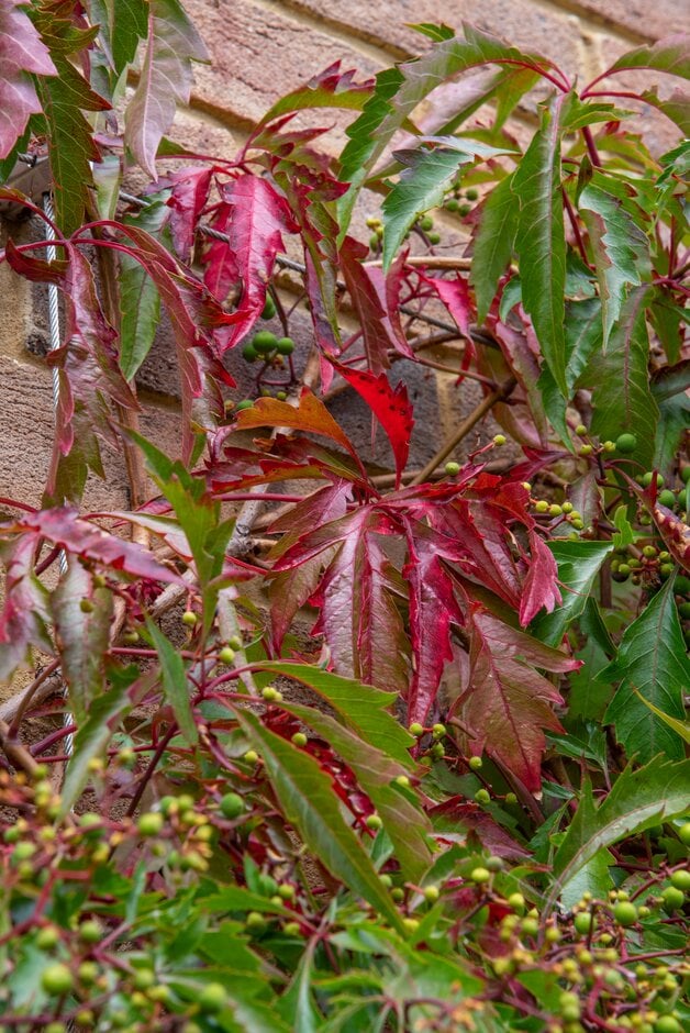 Virginia creeper 'Kirigami'