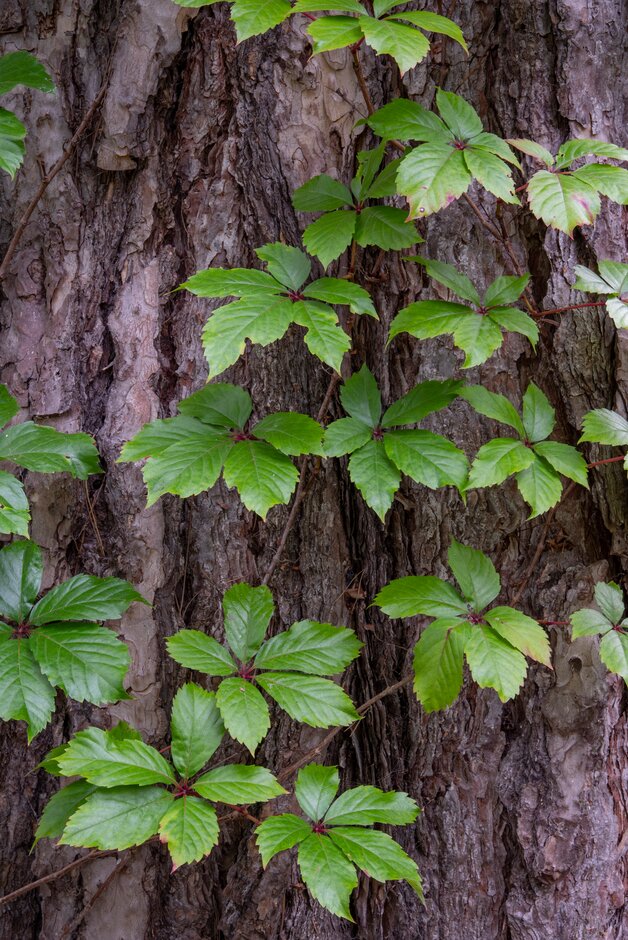 Virginia creeper [Red Wall]