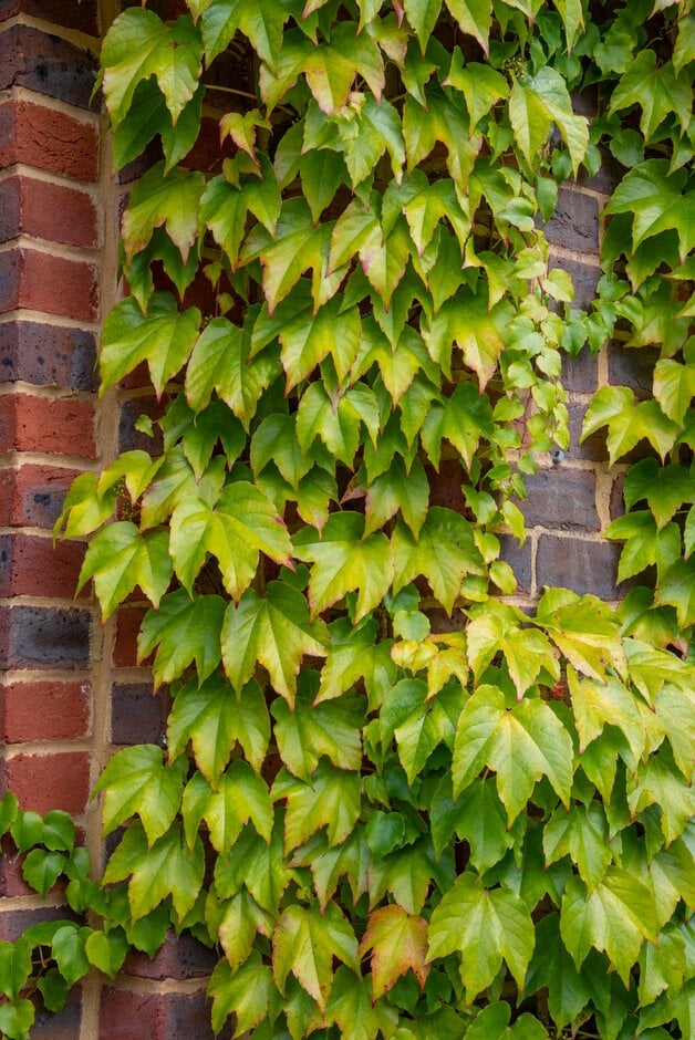 Boston ivy 'Robusta'