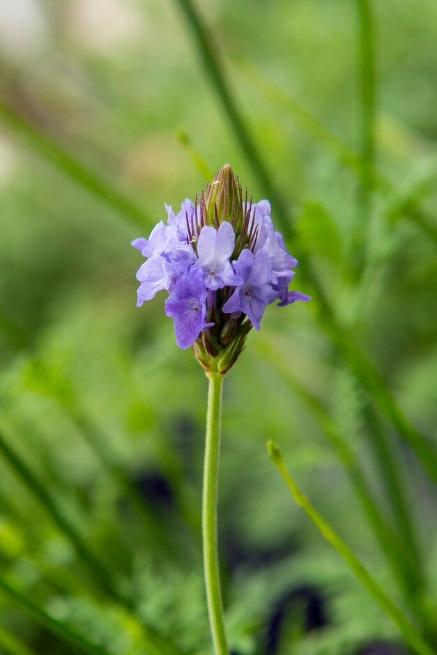 lemon-scented lavender