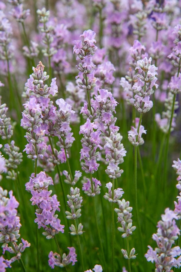 English lavender [Little Lottie]