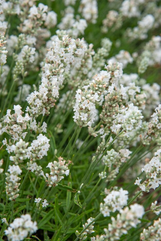 English lavender 'Purity'