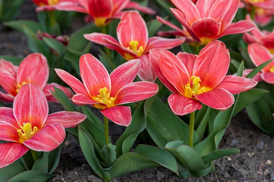 tulip 'Fashion'