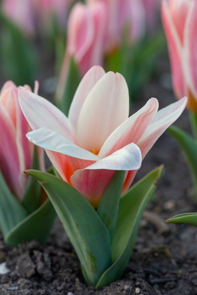 tulip 'Fritz Kreisler'