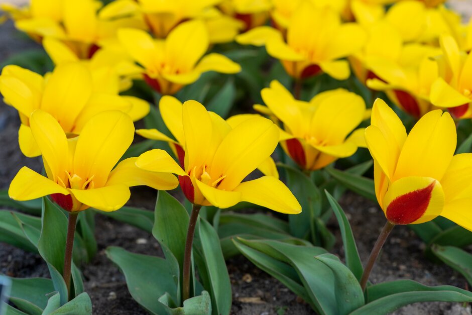 tulip 'Goudstuk'