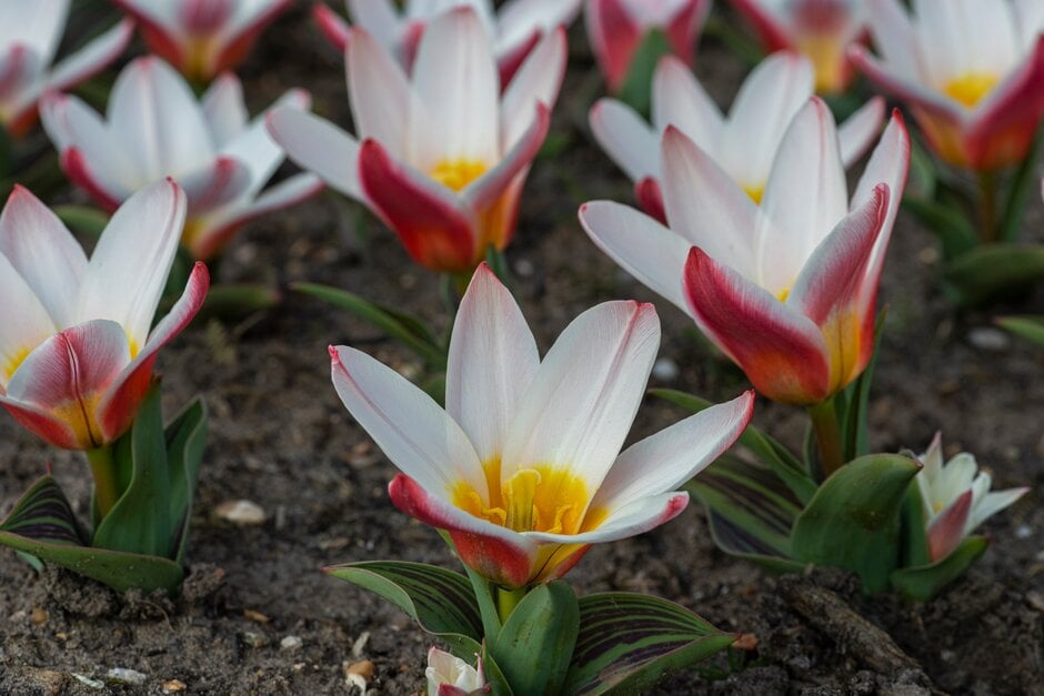 tulip 'Heart's Delight'