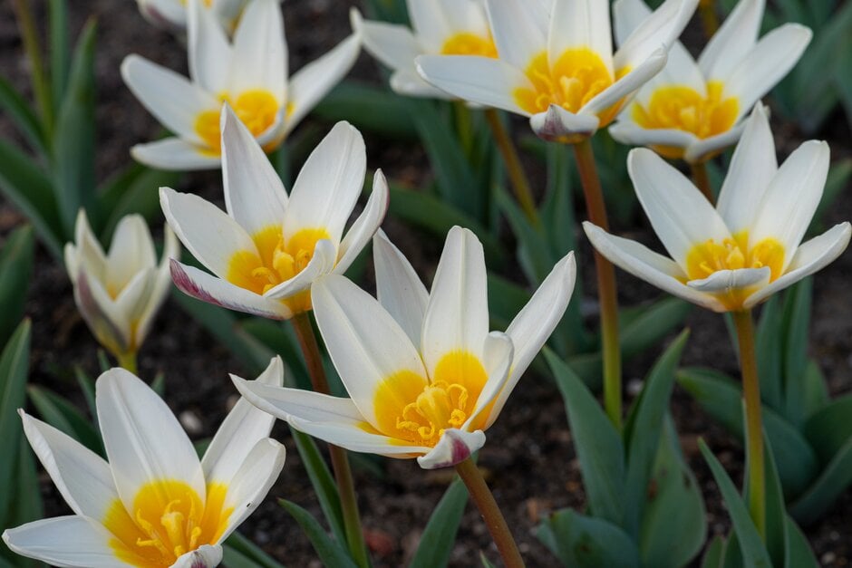 tulip 'Ice Stick'