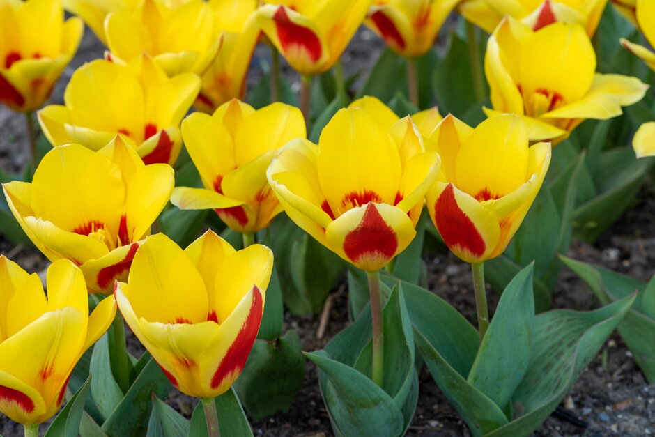 tulip 'Stresa'