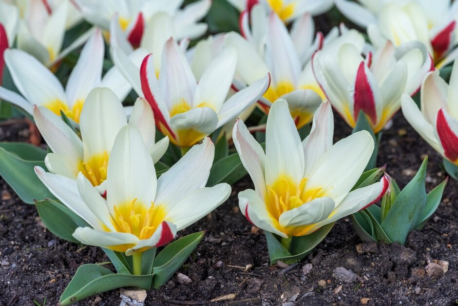 tulip 'The First'