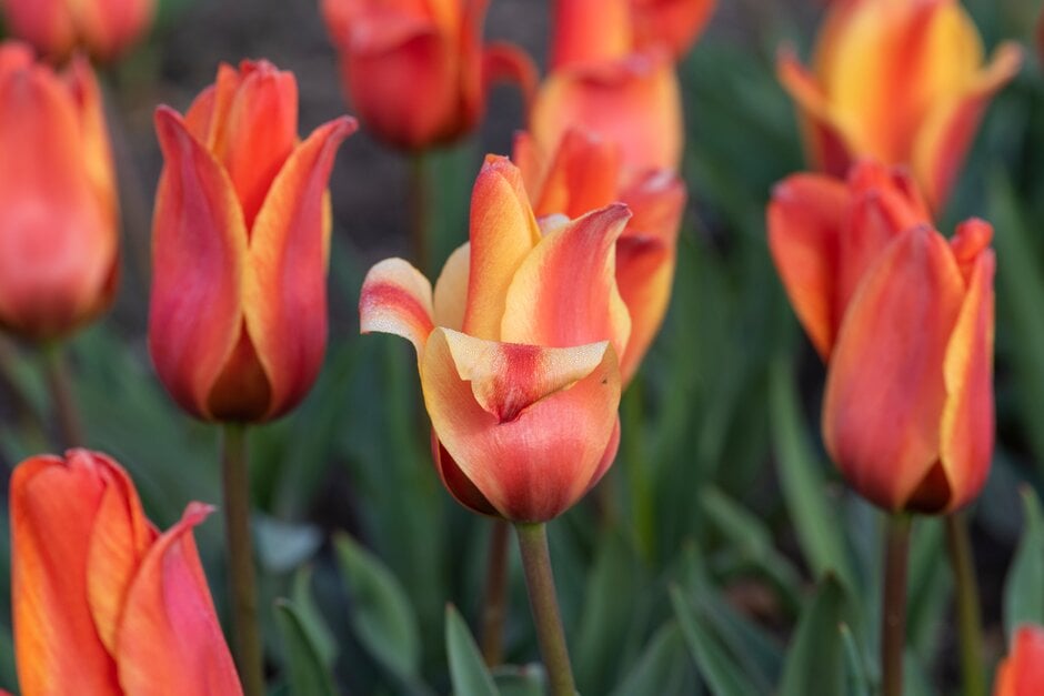 tulip 'Cape Cod'