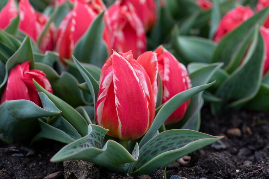 tulip 'Czaar Peter'