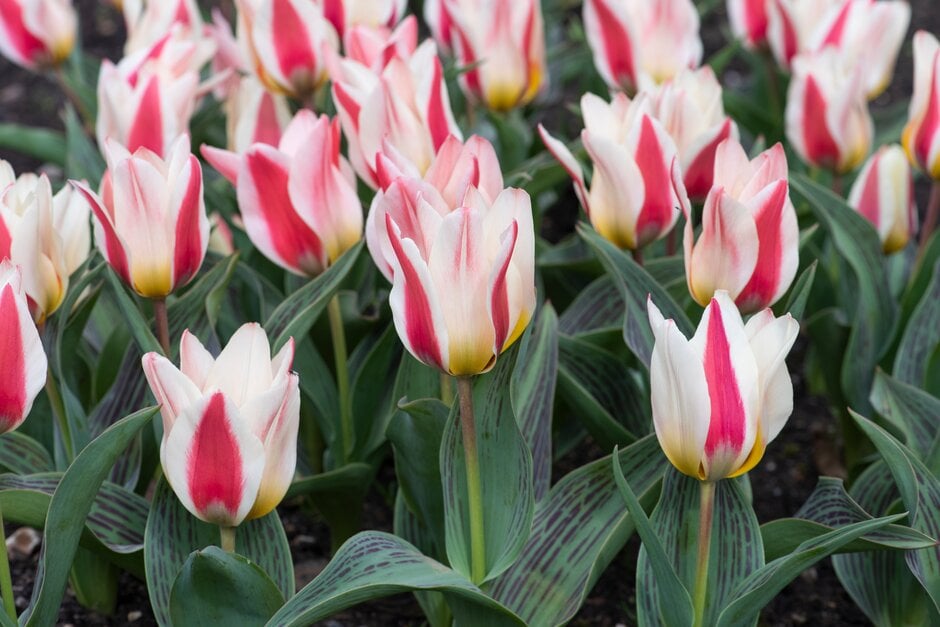 tulip 'Mary Ann'