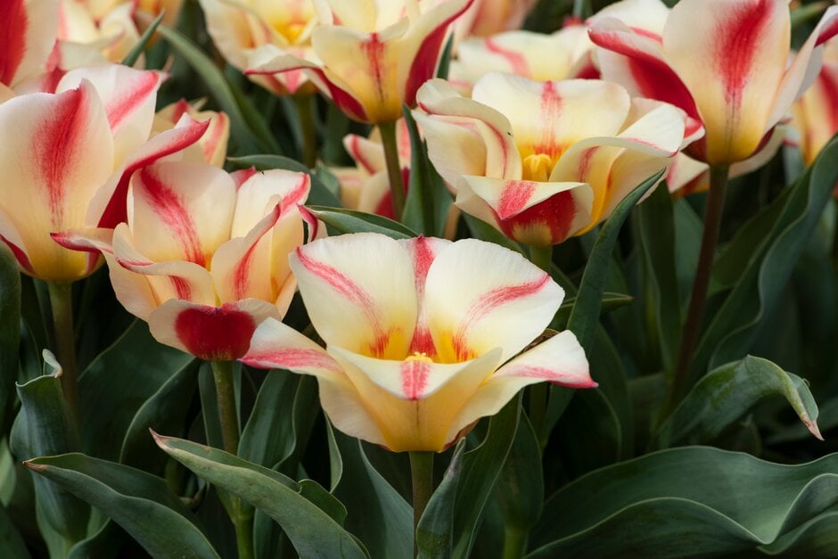 tulip 'Rosanna'