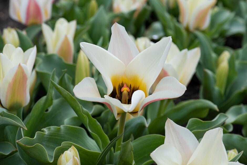 tulip 'Serano'