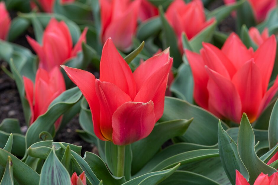 tulip 'Toronto'