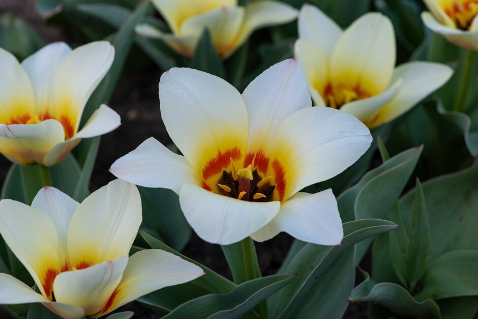Tulipa &Mieke Telkamp& tulip [Albion Star] Bulbs/RHS Gardening
