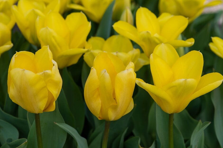 tulip 'Candela'