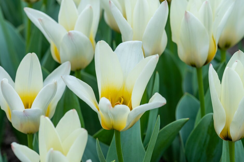 tulip 'Concerto'