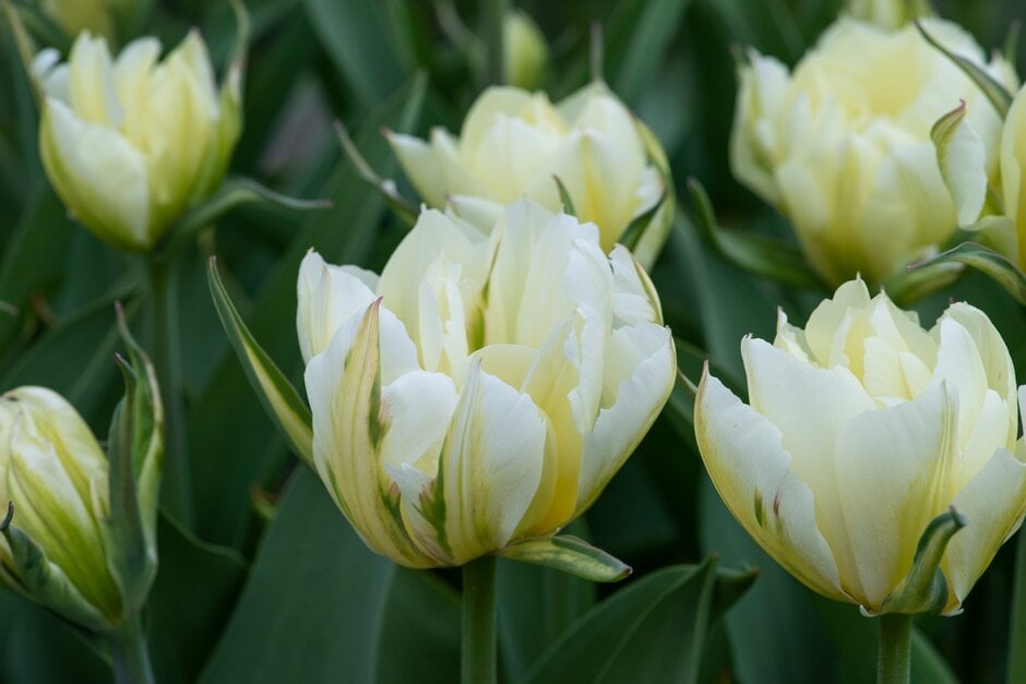 tulip 'Exotic Emperor'