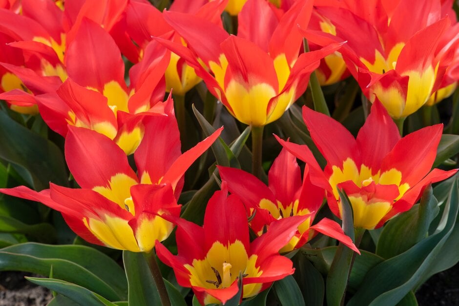 tulip 'Flames Mystery'