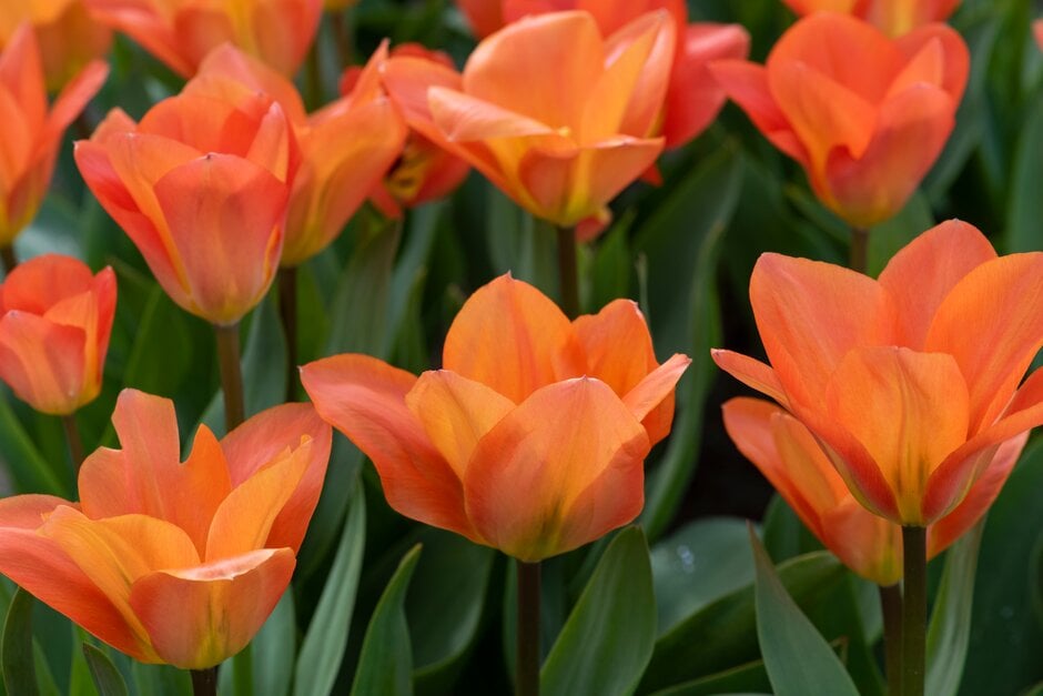 tulip 'Orange Emperor'