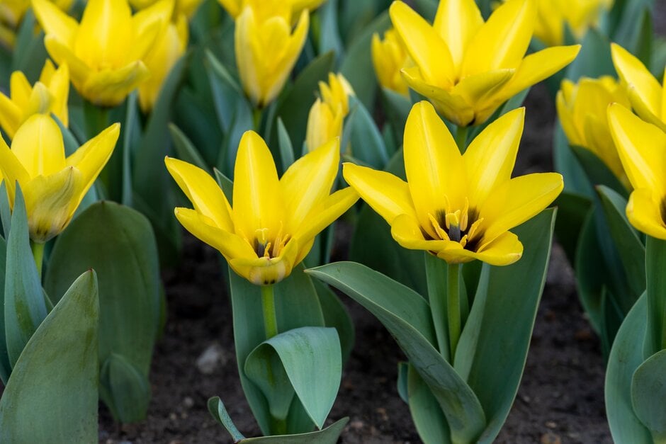 tulip 'Partitura'